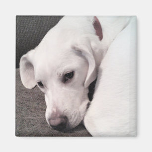 Íman Magnete de Cães Labrador Branco Labrador Preguiç