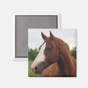 Íman Magnete de Cavalo Branco e Marrom