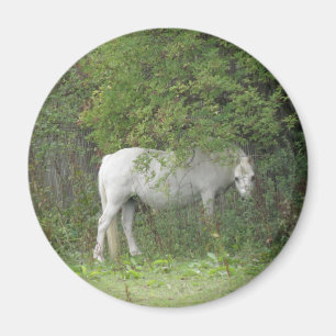 Íman Magnete de Cavalo Branco Tímido