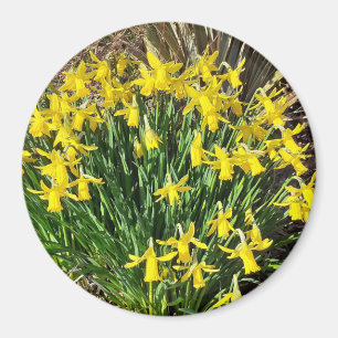 Íman Magnete de Daffodils Amarelo Primavera