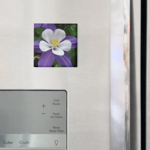 Íman Magnete de Flor Branco e Roxo Columbino