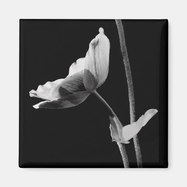 Íman Magnete de Flor Preta e Branca (Frente)