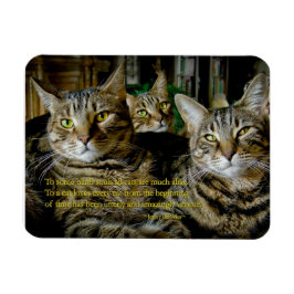 Íman Magnete de gato inspirador - Todos os gatos são ún