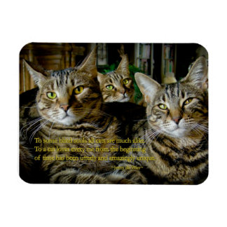 Íman Magnete de gato inspirador - Todos os gatos são ún