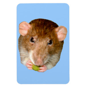 Íman Magnete de Rat Premium com fome