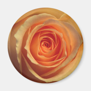 Íman Magnete de Rosa Amarelo