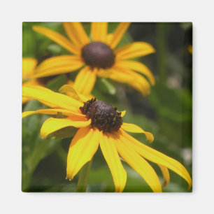 Íman Magnete de Susans de Olhos Negros