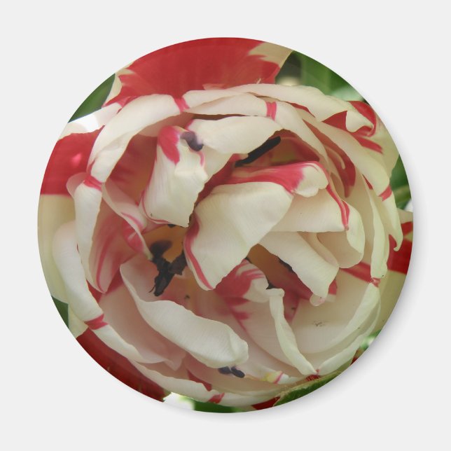 Íman Magnete de Tulipas Cor-de-Rosa e Branco (Frente)
