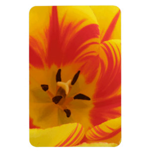 Íman Magnete Premium com Tulip Fiery