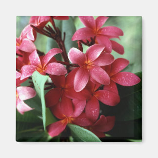 Íman Magnético Flor