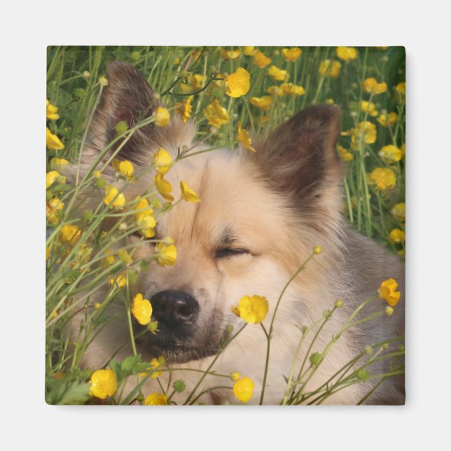 Íman Magneto (Frente)