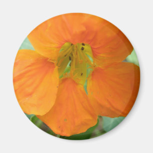 Íman Magneto bonito de Nasturtium Laranja