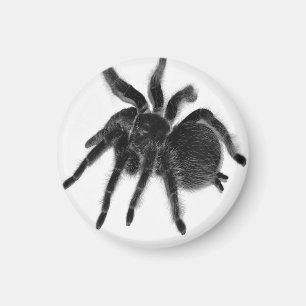 Íman Magneto Branco Preto da Aranha Tarantula