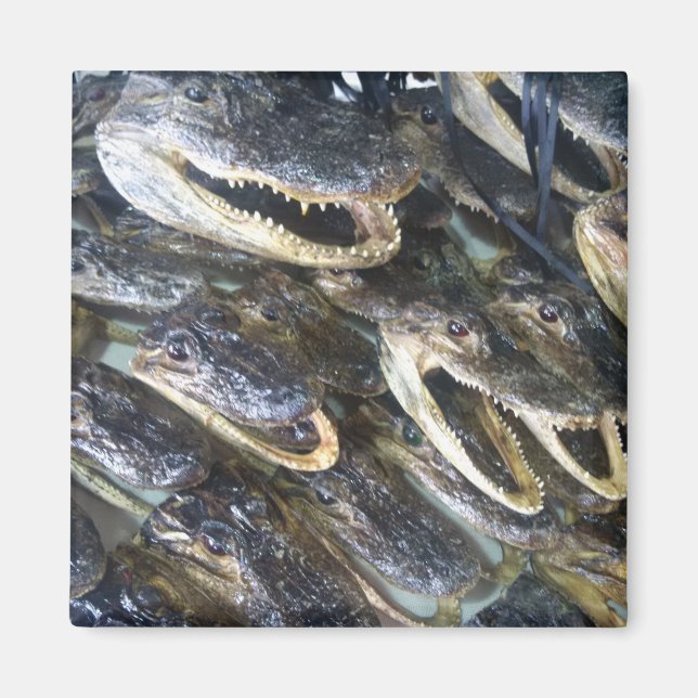 Íman Magneto da Cabeça do Gator (Frente)