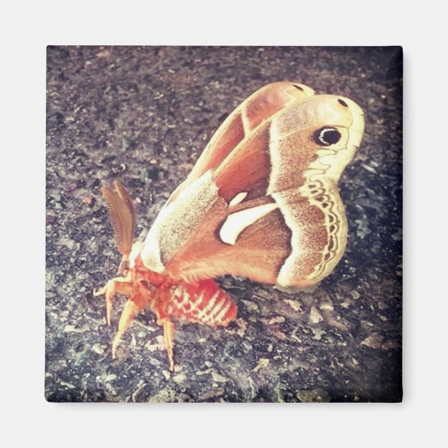 Íman Magneto da Luz (Frente)