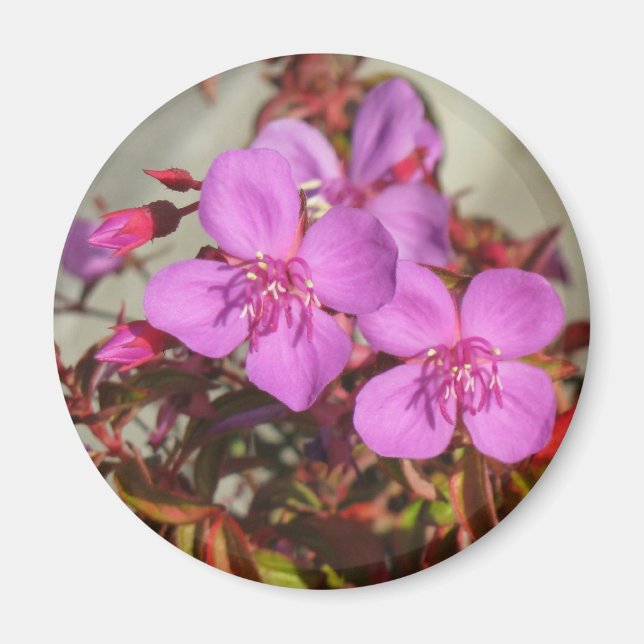 Íman Magneto de Begonias (Frente)