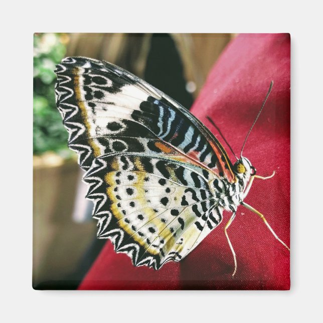 Íman Magneto de Borboleta (Frente)