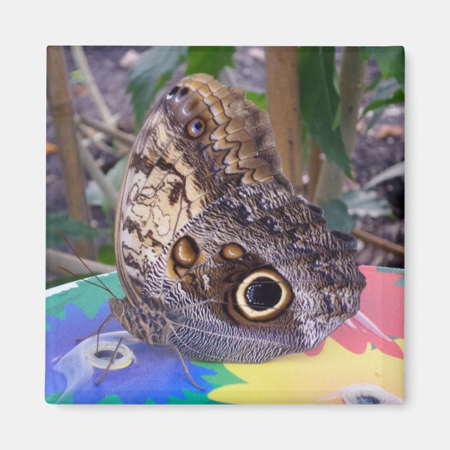 Íman Magneto de Borboleta (Frente)