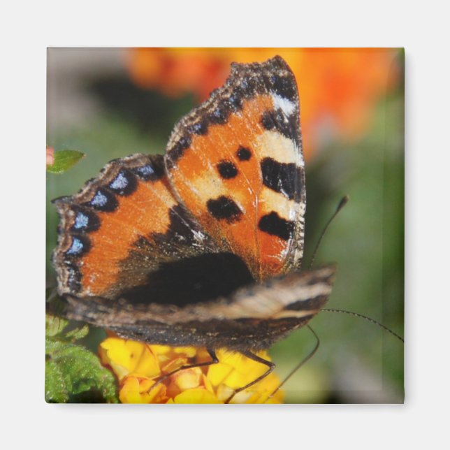 Íman Magneto de Borboleta (Frente)