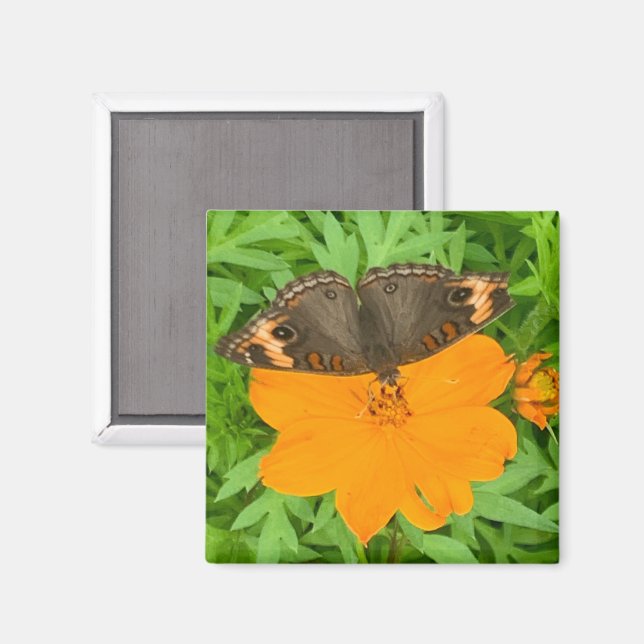 Íman Magneto de Borboleta (Front/Back)