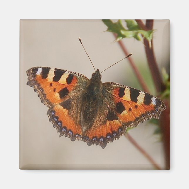 Íman Magneto de Borboleta (Frente)
