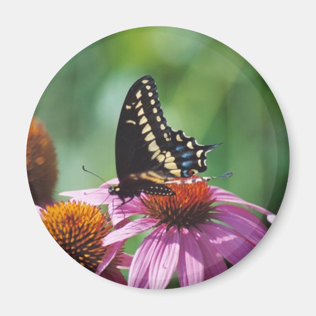 Íman Magneto de Borboleta (Frente)