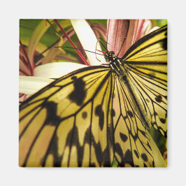 Íman Magneto de Borboleta