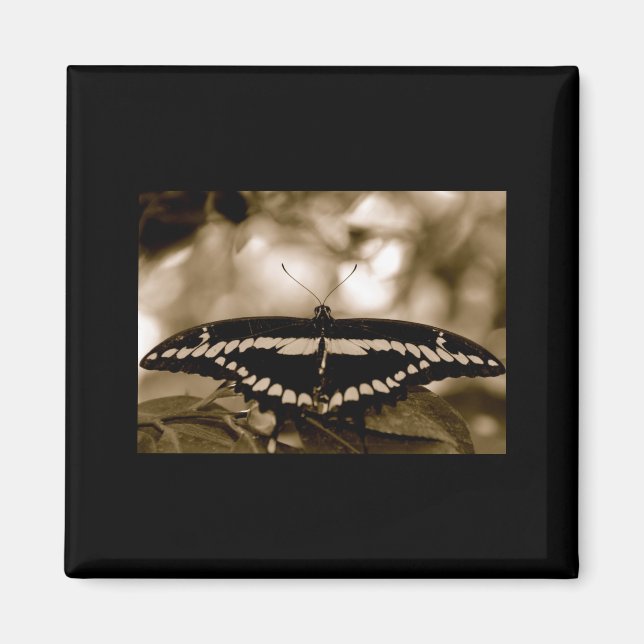 Íman Magneto de Borboleta B/W (Frente)