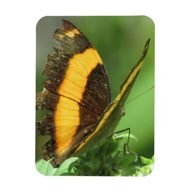 Íman Magneto de Borboleta Tropical Amarelo e Preto (Vertical)