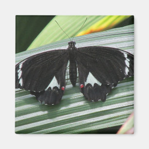 Íman Magneto de Borboleta Tropical Preta e Branca