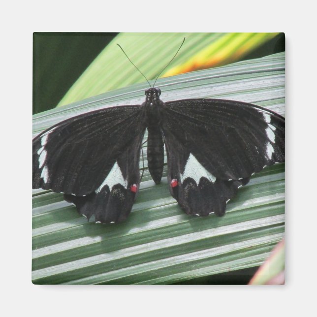 Íman Magneto de Borboleta Tropical Preta e Branca (Frente)