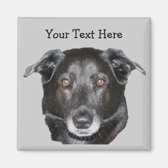 Íman Magneto de Cachorro Negro Labrador Retriever (Frente)