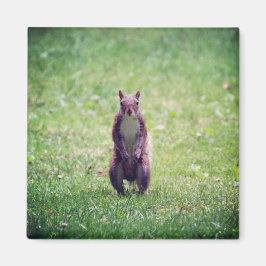 Íman Magneto de Esquilo