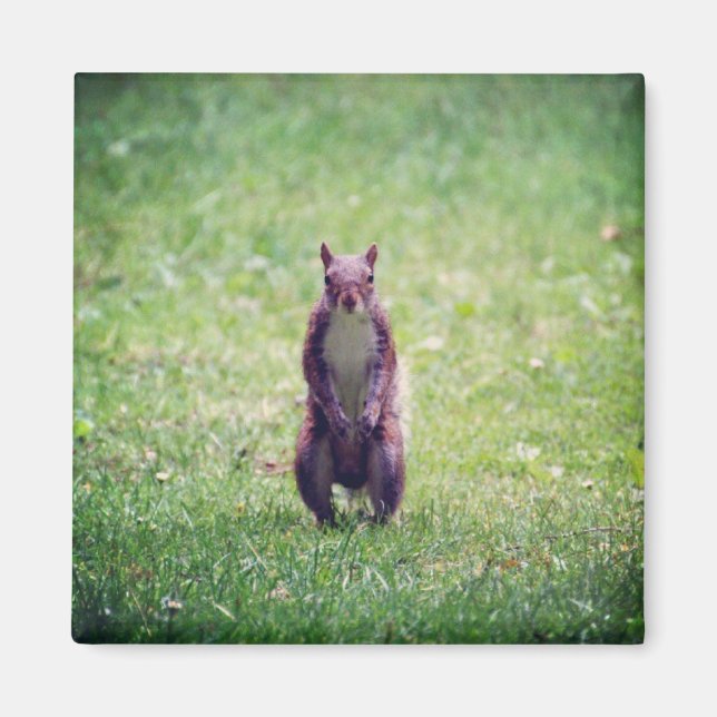 Íman Magneto de Esquilo (Frente)