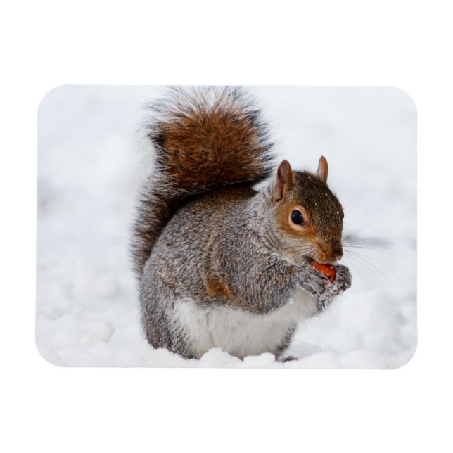 Íman Magneto de Esquilo (Horizontal)