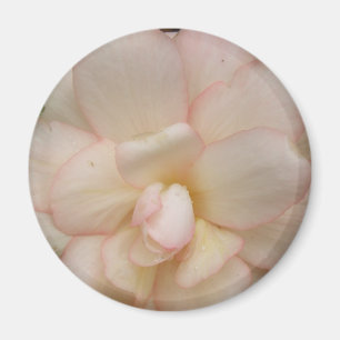 Íman Magneto de Flor da Begónia Branca