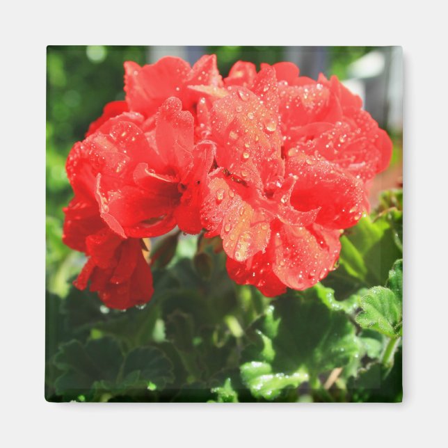 Íman Magneto de Flor de Gerânio Vermelho (Frente)