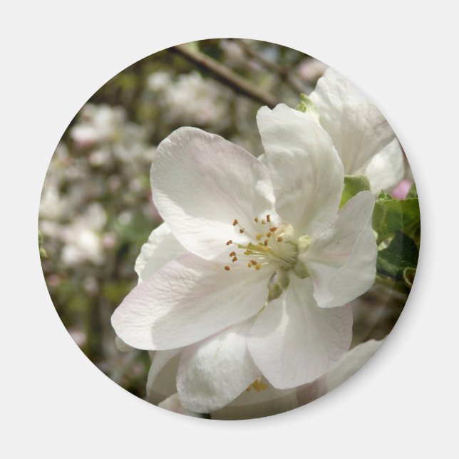 Íman Magneto de Flor de Maçã (Frente)