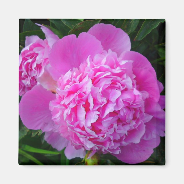 Íman Magneto de Flor de Peony Rosa Grande (Frente)