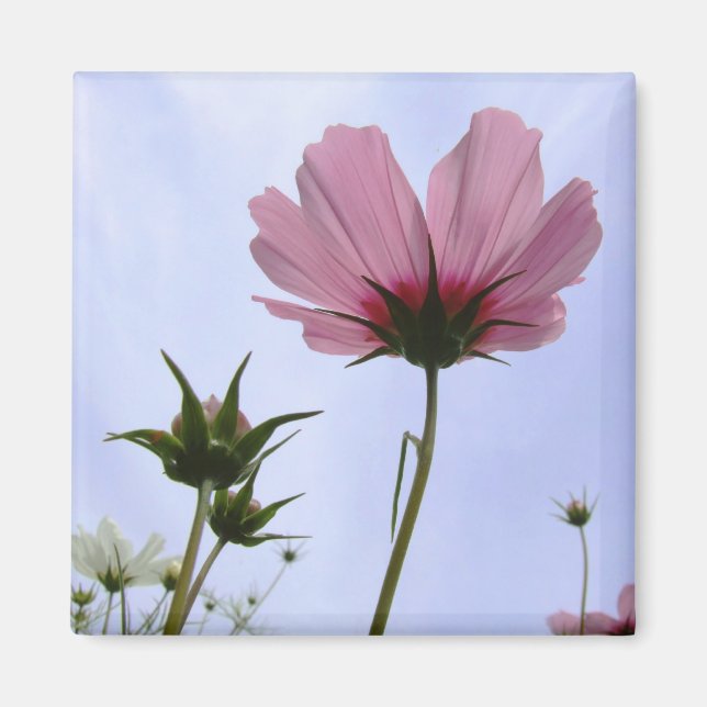Íman Magneto de Flor do Cosmos (Frente)