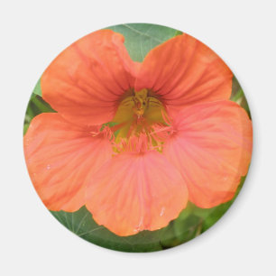 Íman Magneto de Flor Nasturtium Laranja