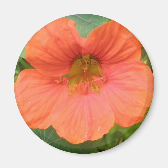 Íman Magneto de Flor Nasturtium Laranja (Frente)