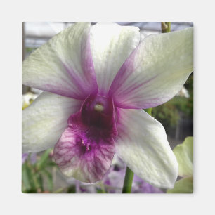 Íman Magneto de Flor Orquídea