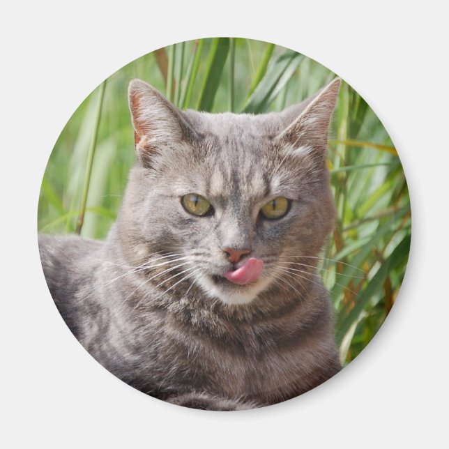 Íman Magneto de Gato Fome (Frente)