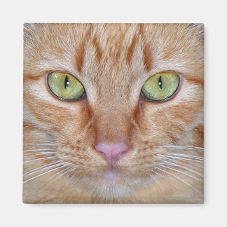 Íman Magneto de Gato Laranja