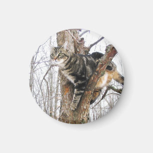 Íman Magneto de Gato Tabby Round