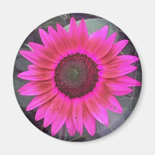 Íman Magneto De Girassol Rosa Neon