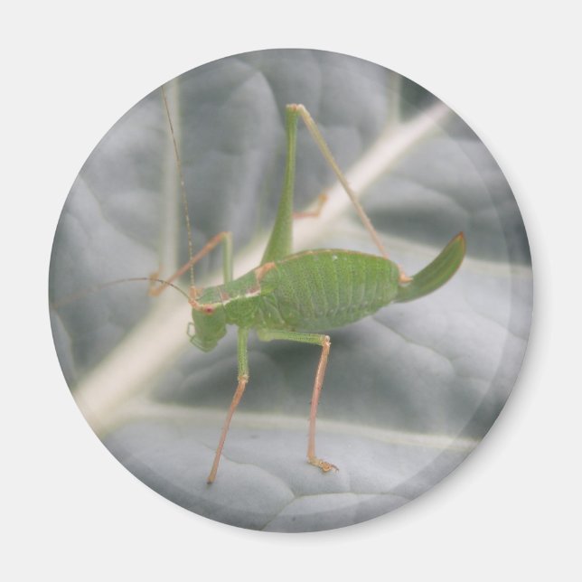 Íman Magneto de Macro de Cricket Verde (Frente)