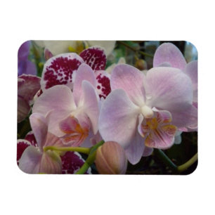 Íman Magneto de Orquídeas Rosa