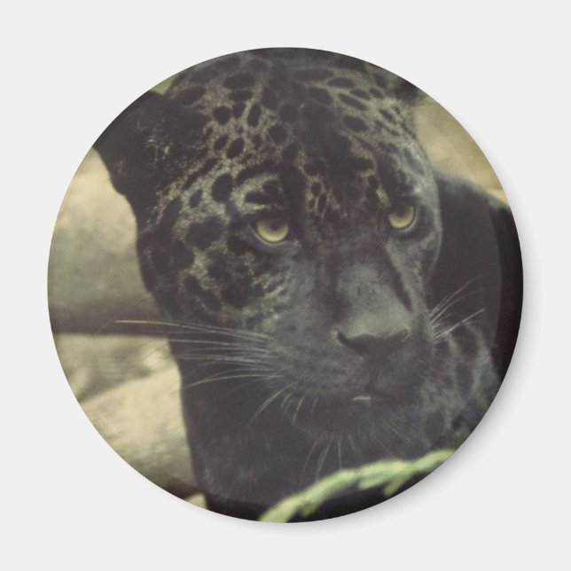 Íman Magneto de Pantera Preta (Frente)